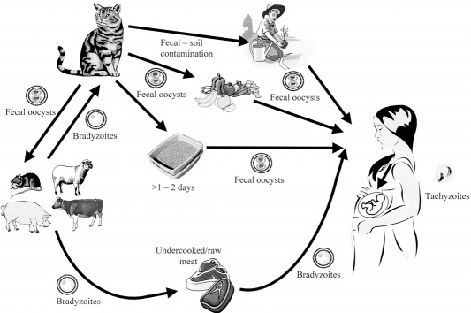 Ciclo riproduttivo del toxoplasma